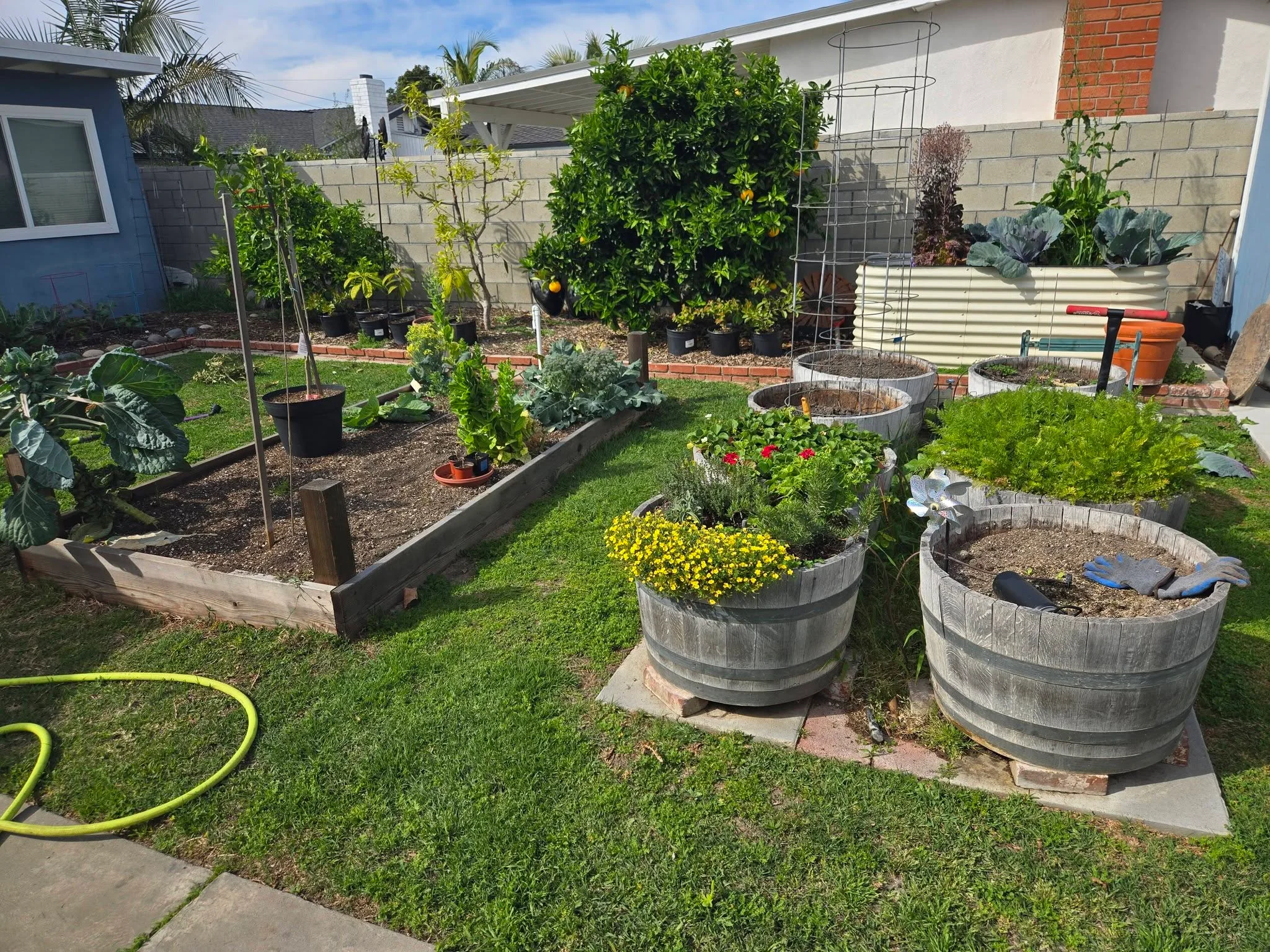 Backyard planter box garden with lawn and fruit trees in Chula Vista.