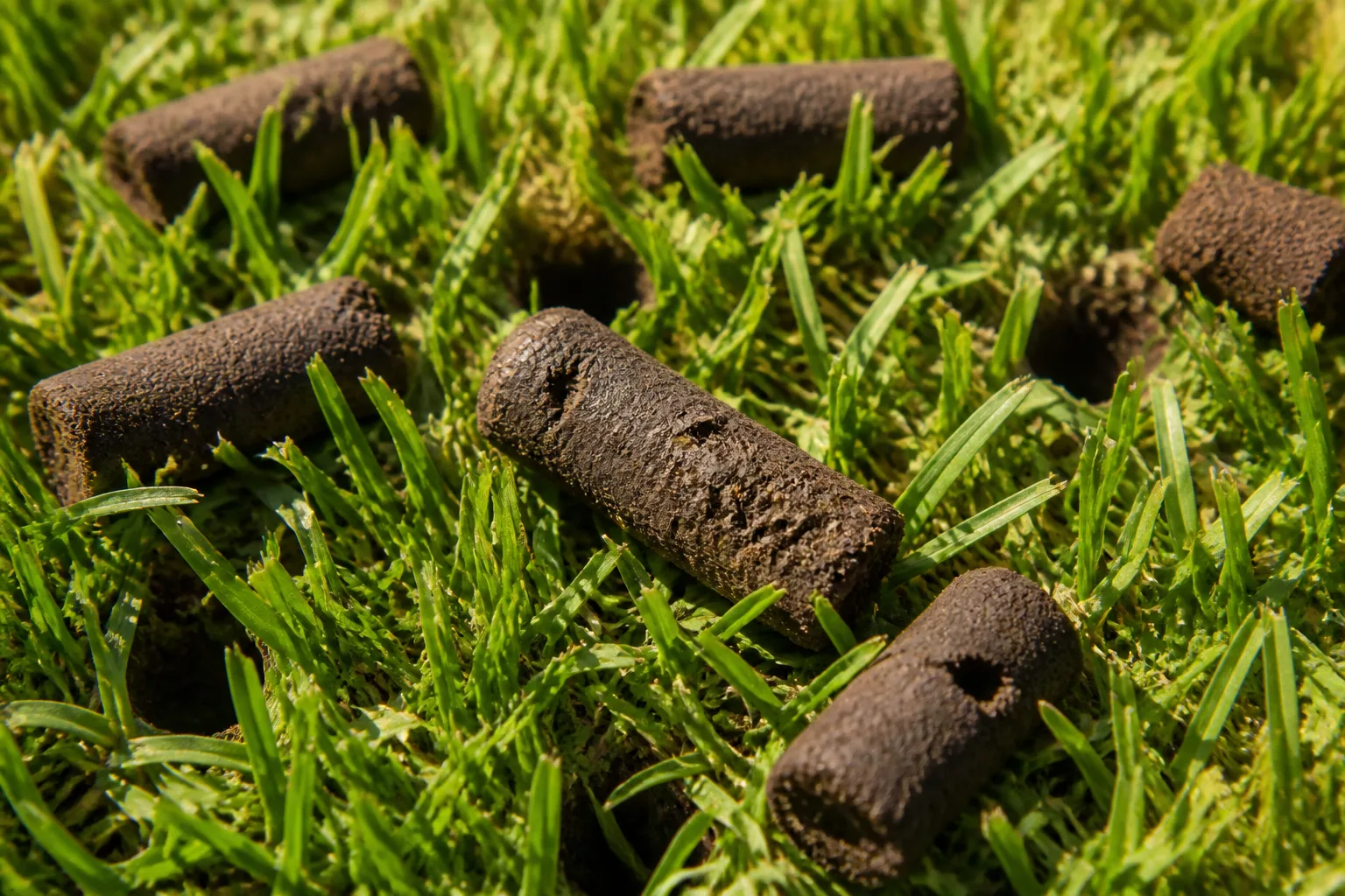 Soil plugs on a freshly core-aerated green lawn